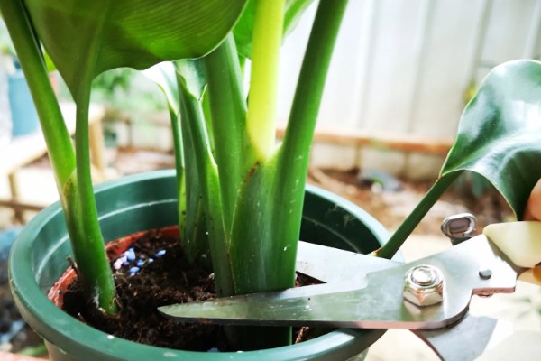 鹤望兰叶子有蚧壳虫怎么治疗,可喷施乐果乳剂