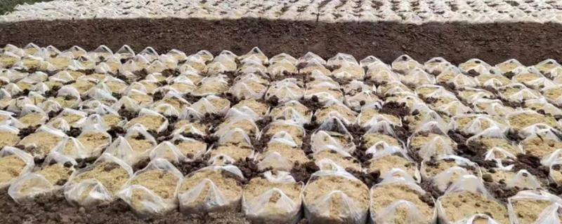 天麻的种植技术，播种一年后要进行移栽