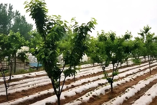 樱桃的播种方法,需浸种2-3天