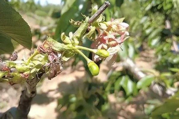 樱桃的播种方法,需浸种2-3天
