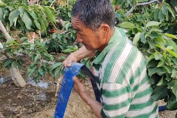 樱桃的播种方法,需浸种2-3天