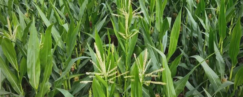 玉米怎么人工授粉，在雌穗进入到吐丝期的时候进行