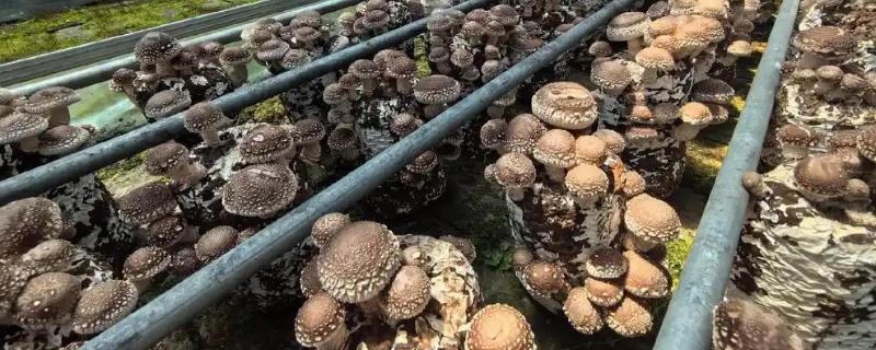 香菇出菇后的管理方法，温度高于22℃时每天至少通风3次