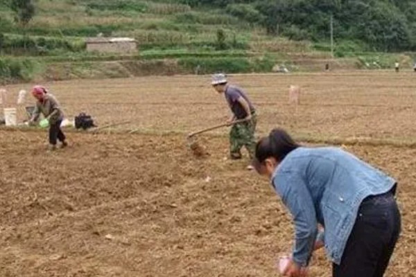 天麻的种植技术，播种一年后要进行移栽