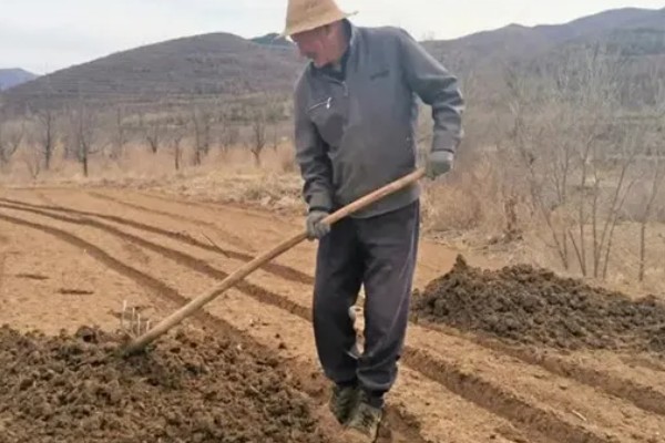 天麻的种植技术，播种一年后要进行移栽