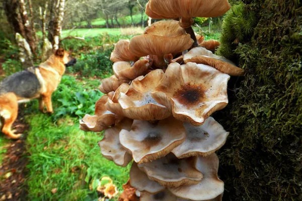 天麻的种植技术，播种一年后要进行移栽
