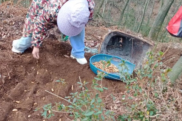 天麻的种植技术，播种一年后要进行移栽