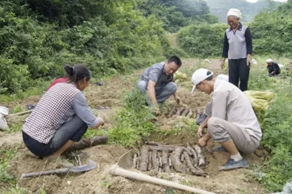天麻的种植技术，播种一年后要进行移栽