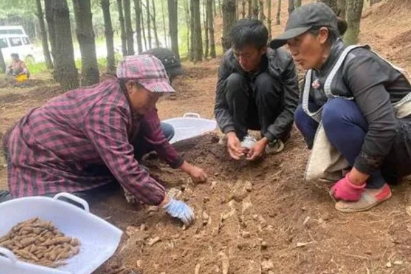 天麻的种植技术，播种一年后要进行移栽