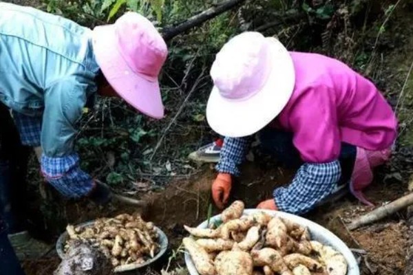 天麻的种植技术，播种一年后要进行移栽