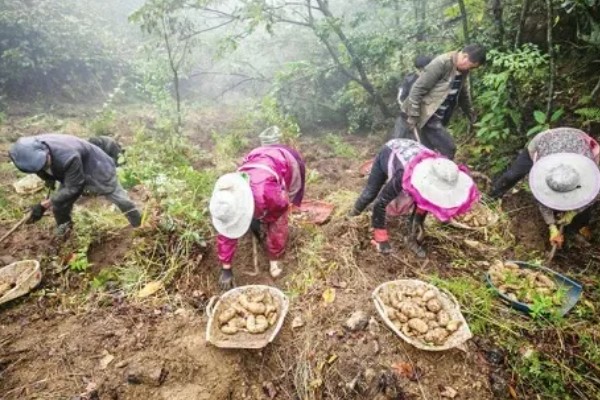 天麻的种植技术，播种一年后要进行移栽