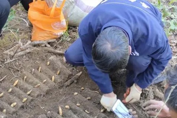 天麻的种植技术，播种一年后要进行移栽