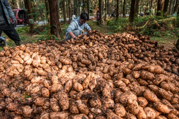 天麻的种植技术，播种一年后要进行移栽