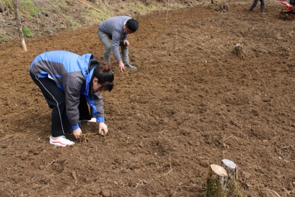 天麻的种植技术，播种一年后要进行移栽
