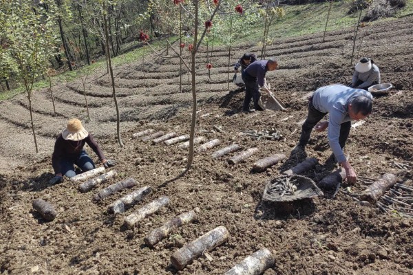 天麻的种植技术，播种一年后要进行移栽