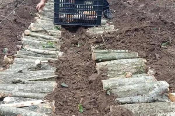 天麻的种植技术，播种一年后要进行移栽