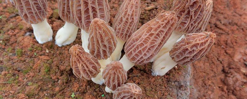 建造羊肚菌大棚的规格，占地面积为400-800平方米