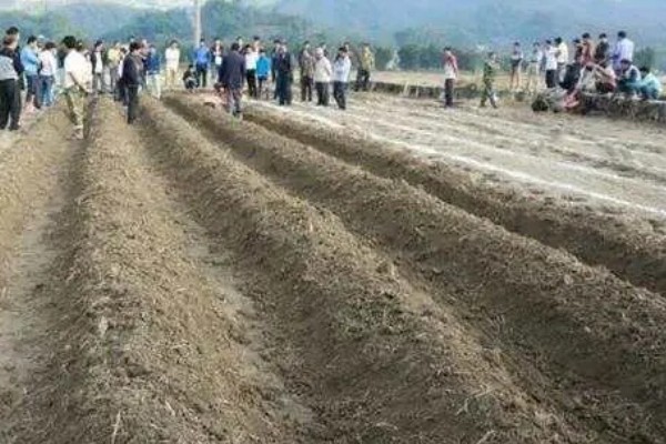 花生如何种植，播种前可在坑中放入肥料