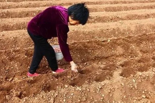 花生如何种植，播种前可在坑中放入肥料