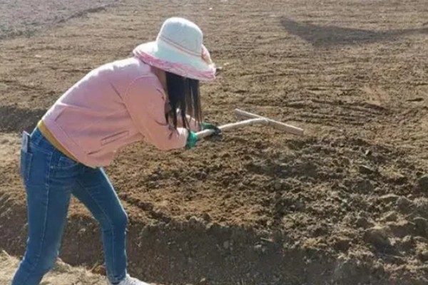 花生如何种植，播种前可在坑中放入肥料