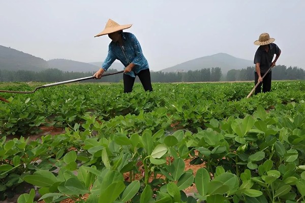 花生如何种植，播种前可在坑中放入肥料