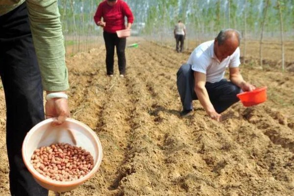 花生如何种植，播种前可在坑中放入肥料