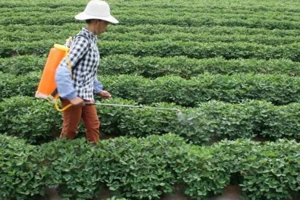 花生如何种植，播种前可在坑中放入肥料