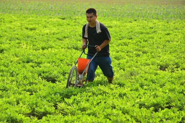花生如何种植，播种前可在坑中放入肥料