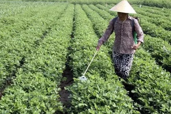 花生如何种植，播种前可在坑中放入肥料