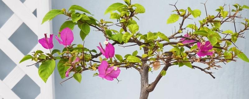 三角梅的剪枝时间，以夏秋季节为宜