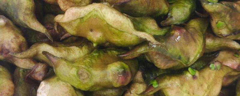 牛角一样的水果叫什么，是指菱角