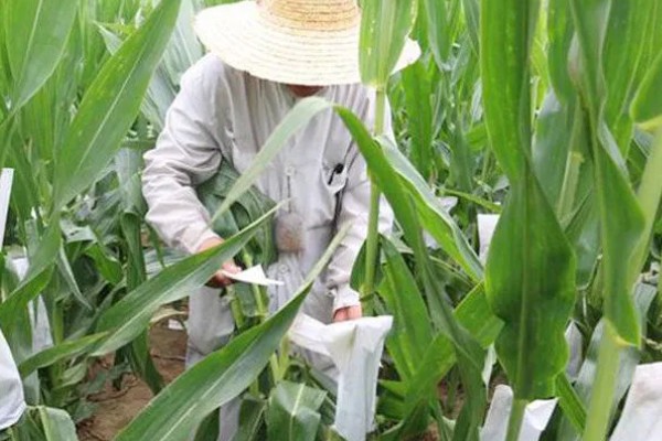 玉米怎么人工授粉，在雌穗进入到吐丝期的时候进行