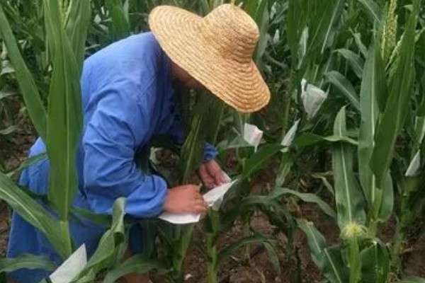 玉米怎么人工授粉，在雌穗进入到吐丝期的时候进行