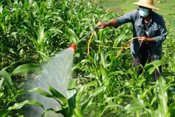 玉米怎么人工授粉，在雌穗进入到吐丝期的时候进行