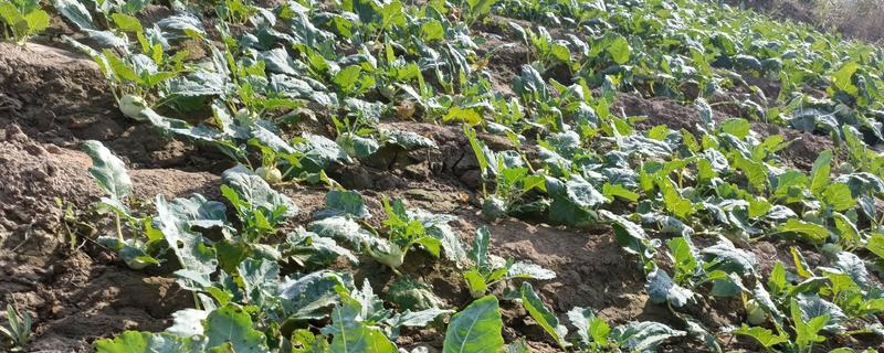 苤蓝的种植方法，春秋两季种植