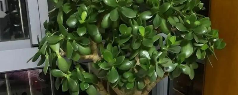 玉树是不是燕子掌，玉树不是燕子掌