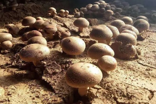 香菇出菇后的管理方法，温度高于22℃时每天至少通风3次