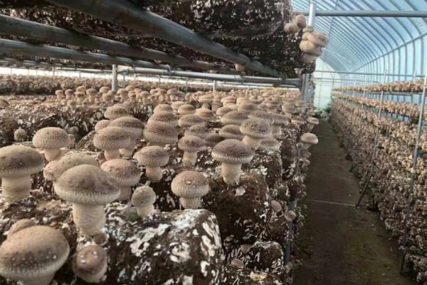 香菇出菇后的管理方法，温度高于22℃时每天至少通风3次
