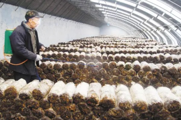 香菇出菇后的管理方法，温度高于22℃时每天至少通风3次