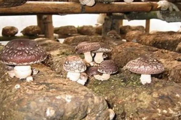 香菇出菇后的管理方法，温度高于22℃时每天至少通风3次