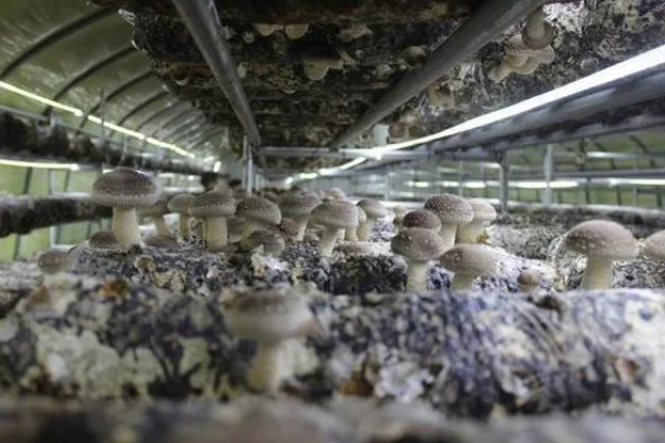 香菇出菇后的管理方法，温度高于22℃时每天至少通风3次