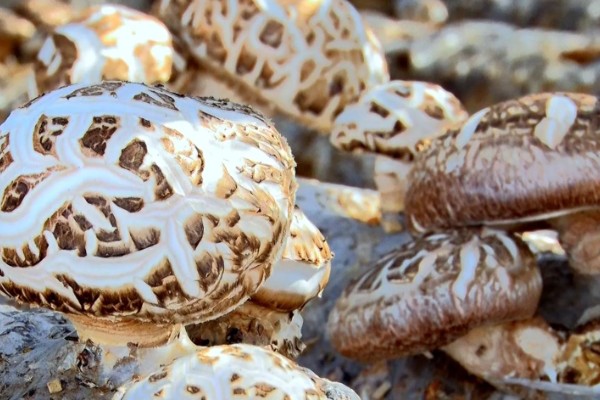 香菇出菇后的管理方法，温度高于22℃时每天至少通风3次