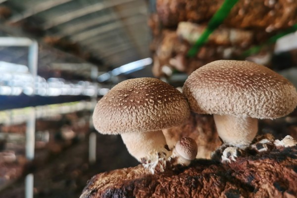 香菇出菇后的管理方法，温度高于22℃时每天至少通风3次