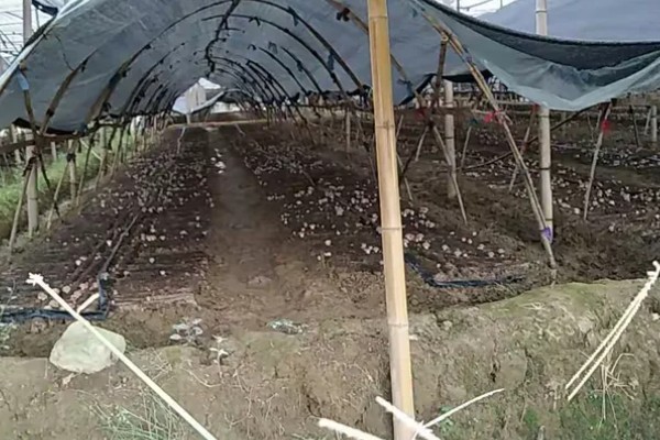 香菇出菇后的管理方法，温度高于22℃时每天至少通风3次