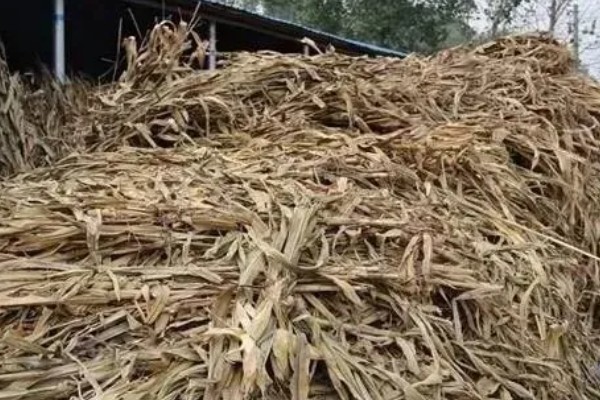 香菇出菇后的管理方法，温度高于22℃时每天至少通风3次