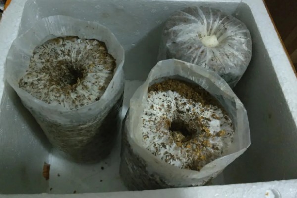 香菇出菇后的管理方法，温度高于22℃时每天至少通风3次