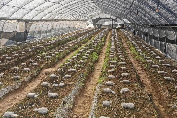 建造羊肚菌大棚的规格，占地面积为400-800平方米
