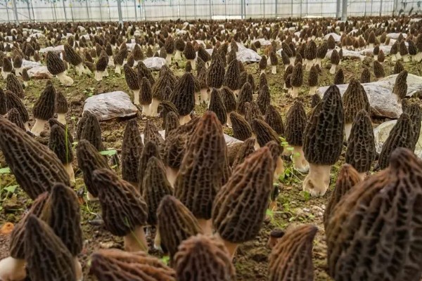 建造羊肚菌大棚的规格，占地面积为400-800平方米