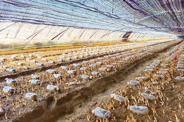 建造羊肚菌大棚的规格，占地面积为400-800平方米