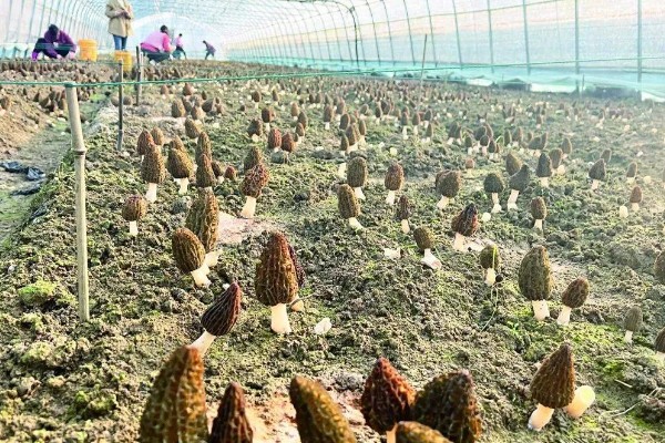 建造羊肚菌大棚的规格，占地面积为400-800平方米